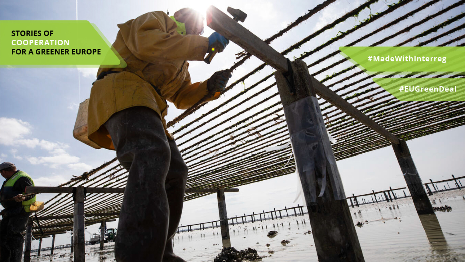 A worker in protective clothing tends to a vertical farming structure in a tidal environment. The scene is set under a bright sky, highlighting efforts towards sustainable agriculture. Text reads: "Stories of Cooperation for a Greener Europe, #MadeWithInterreg, #EUGreenDeal.