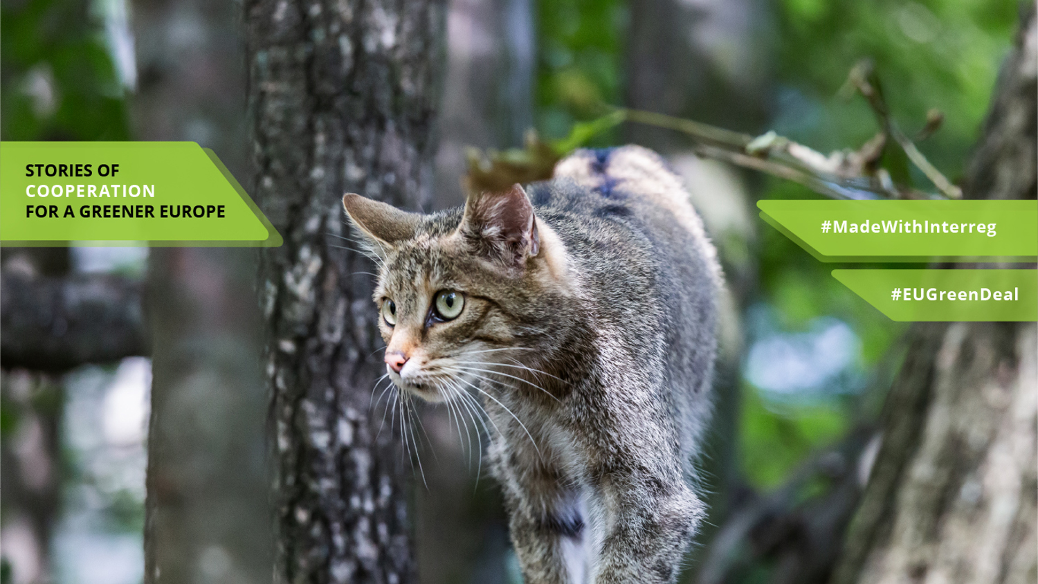 A wildcat walks along a tree branch in a forest. Green banners read, "Stories of Cooperation for a Greener Europe," "#MadeWithInterreg," and "#EUGreenDeal.