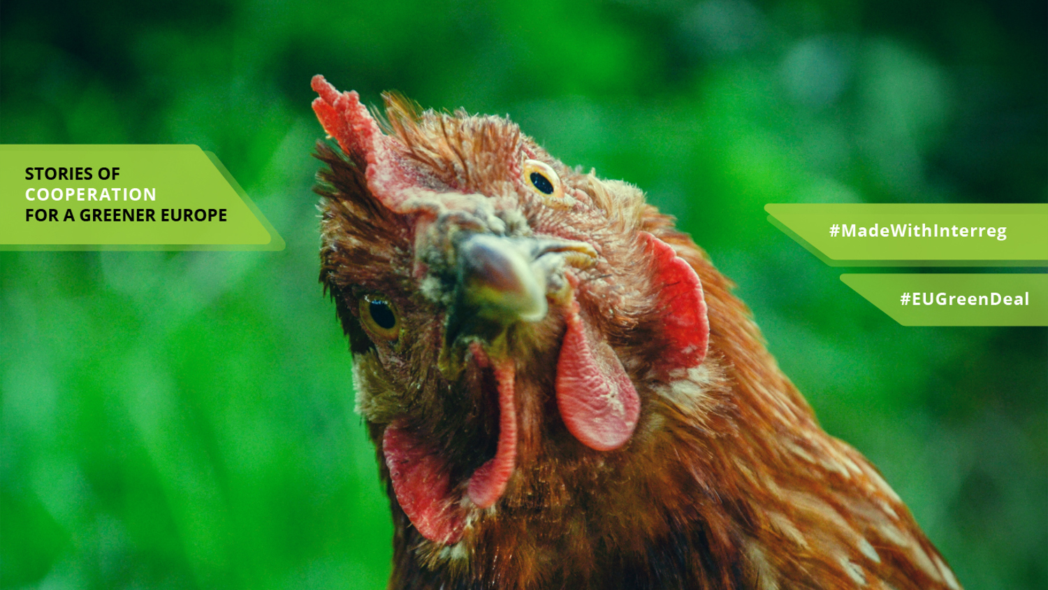 A close-up of a chicken with a curious expression, set against a blurred green background. Text on the image reads "Stories of Cooperation for a Greener Europe," "#MadeWithInterreg," and "#EUGreenDeal.