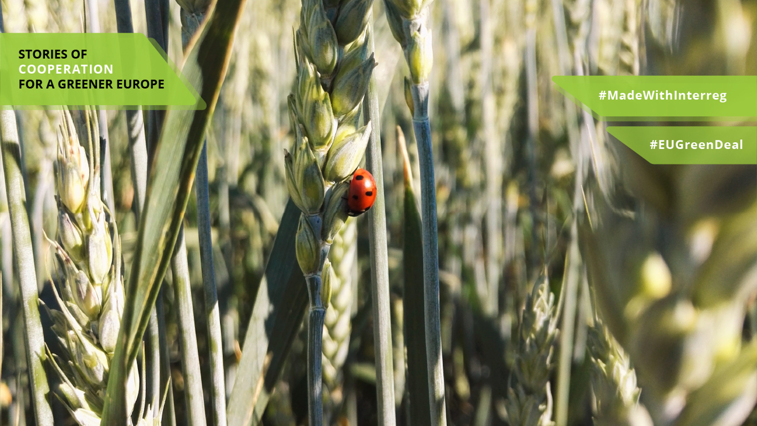 A ladybug on a wheat stalk in a sunlit field. Green labels read "STORIES OF COOPERATION FOR A GREENER EUROPE," "#MadeWithInterreg," and "#EUGreenDeal.