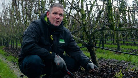 A person in a raincoat and gloves kneels among grapevines, holding pruning shears. The vineyard has rows of leafless vines and a green, grassy ground. The sky is overcast, suggesting a rainy or cloudy day.